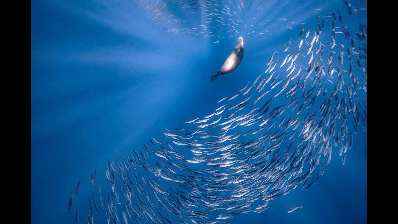 Great Balls of ... Sardines!