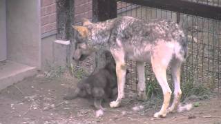 受け身を取る赤ちゃんオオカミ~Watch your step,Wolf's family