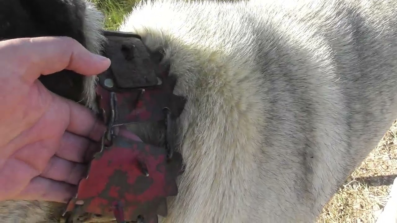 Los más fieros mastines de Sierra Culebra