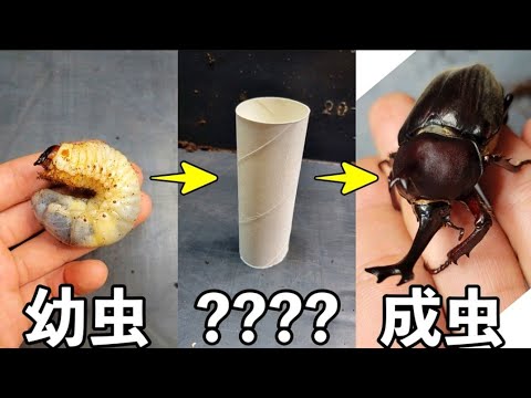 Use garbage to grow beetles into adults - YouTube