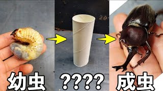 Use garbage to grow beetles into adults - YouTube