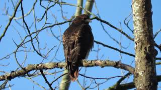 Beautiful Red Tailed Hawk