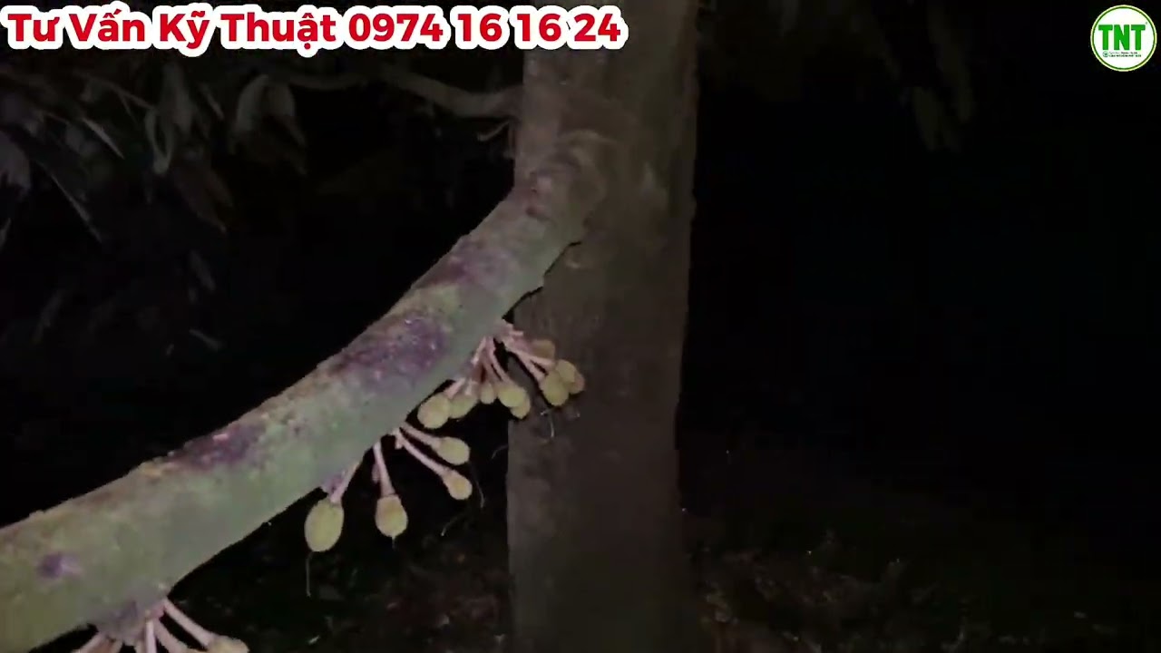 Vườn Sầu Riêng ở Trường Long, Phong Điền đang giai đoạn chuẩn bị đi phân nuôi trái - Nhiều lưu ý