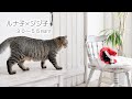 【猫】山で拾った猫 るなこ成長記録 先住猫ジジ子と会って30～55日まで