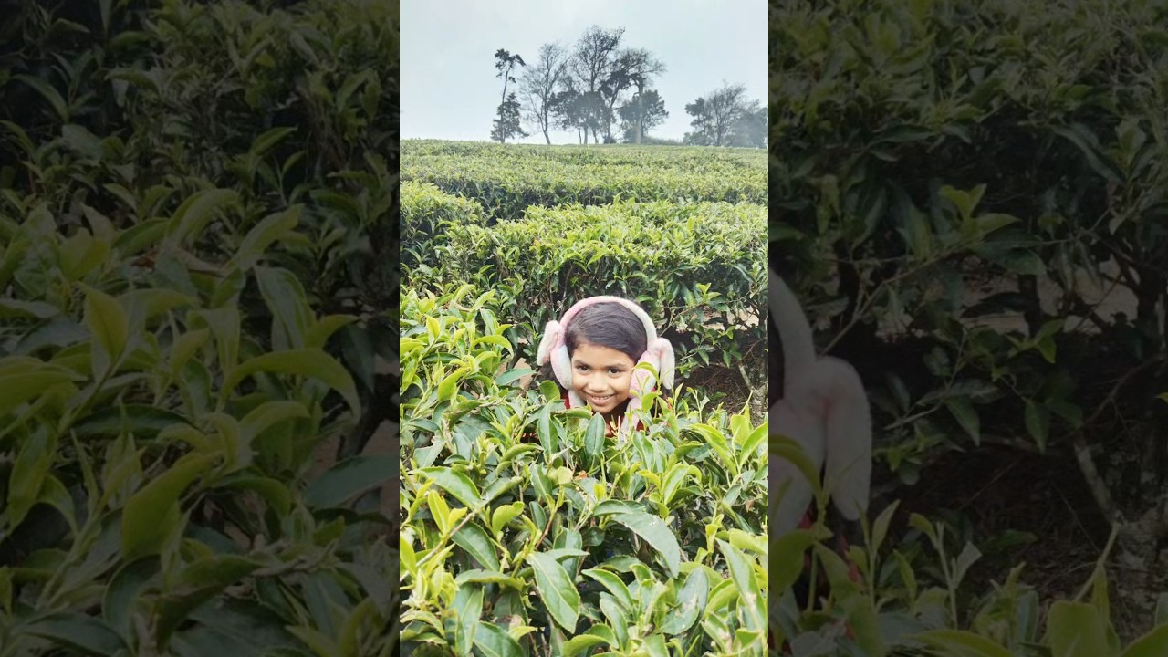 Munnar through still frames 📸🌿#rira #shorts