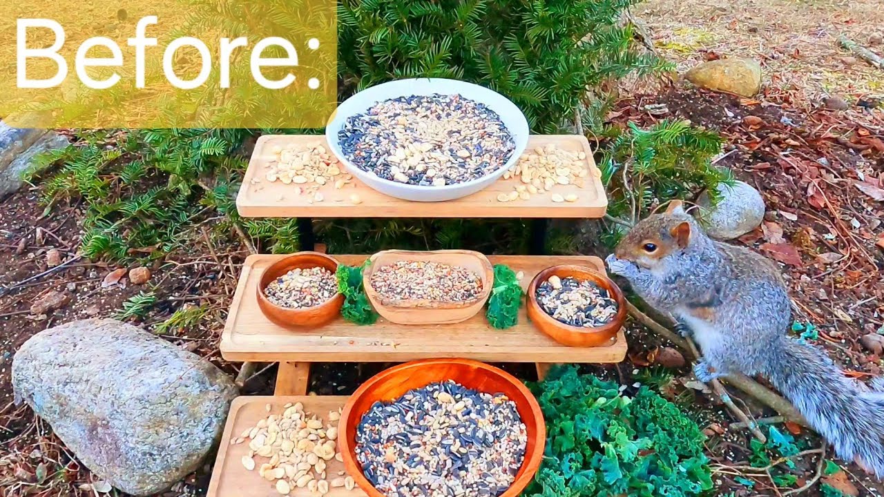 Bird Buffet slowly devolved into CHAOS! - YouTube