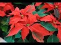 Cómo cultivar la Poinsettia o Flor de navidad  (Dr. Matta) - TvAgro por Juan Gonzalo Angel