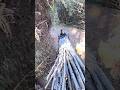 【竹虎】日本唯一の虎斑竹の竹林から虎竹が運び出されるまで Japanese bamboo work #shorts