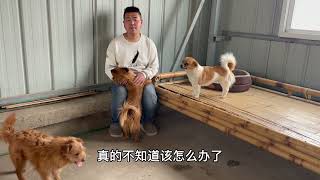 20只流浪狗將無家可歸，小洛含淚說出原因，小黃趴在懷里不舍離開