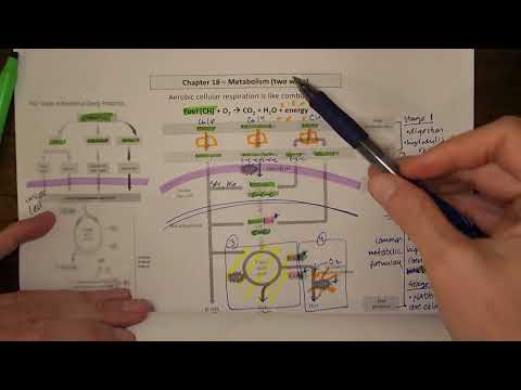 Metabolic pathways - basic concepts
