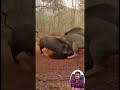 Lion vs Wild Boars Team Attack Turns the Hunter Into the Hunted. #animals #lion #wildlife