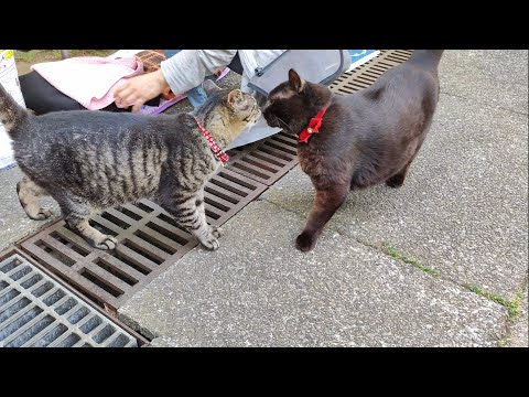 Cats' Nose Kiss for Greeting