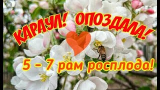 КАРАУЛ! ОПОЗДАЛА! 5 - 7 РАМ РАСПЛОДА.