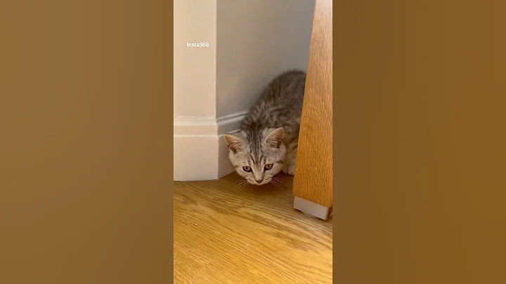 Video 10710941: tiny british shorthair kitten, britishshorthair cats cutecat, kitten first