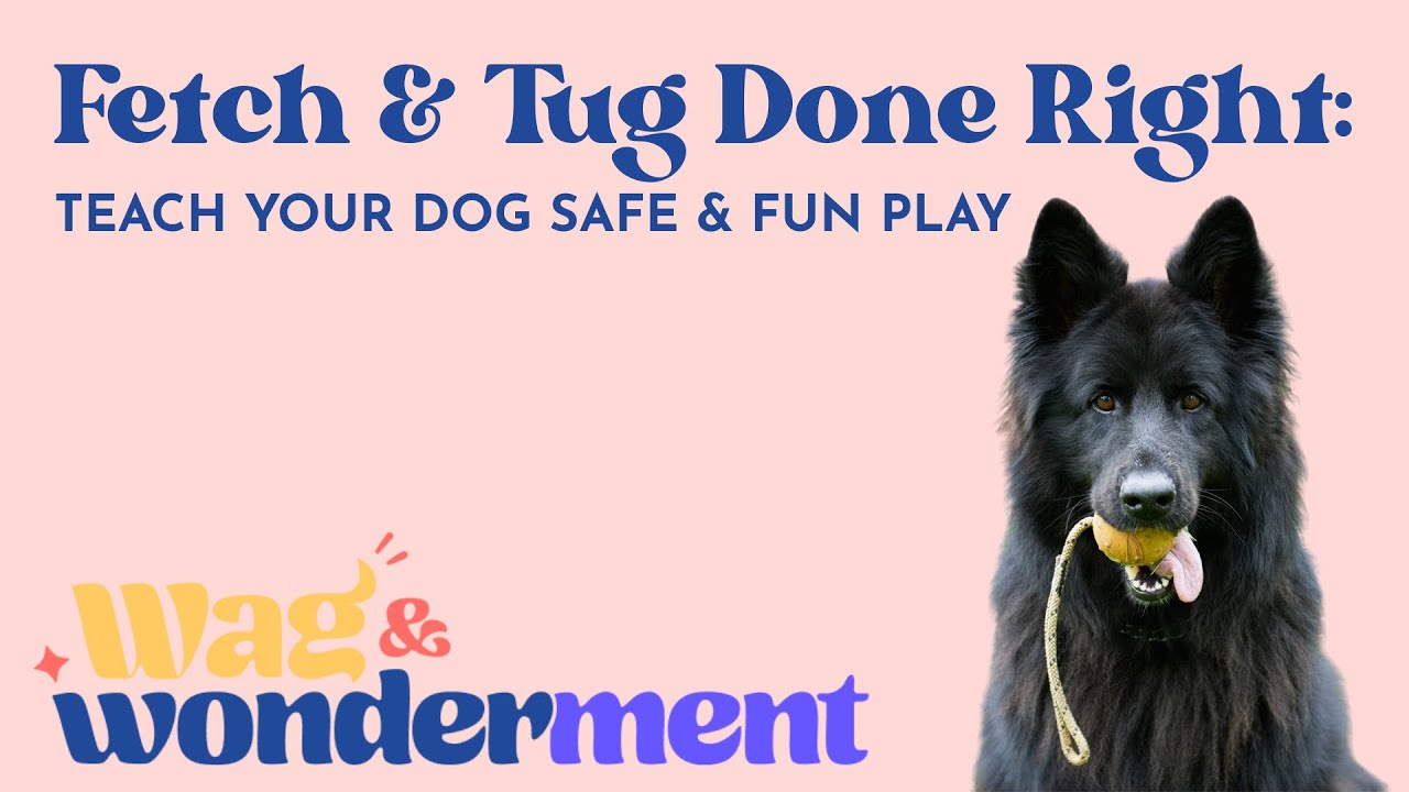 How to Train My Dog to Play Fetch: Easy Steps for Quick Success