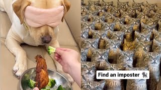 Cats and Dogs Huh?! Moments | Funny Videos with Cats Reaction