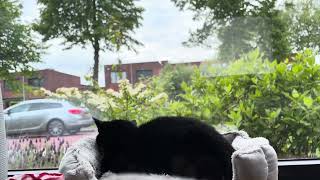Filming My Cat While Taking Her Rest