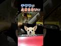 この状況に遭遇したいw #チワワ #いぬのいる暮らし #癒し動画 #とりあえず車走らせてくる #犬 #shorts