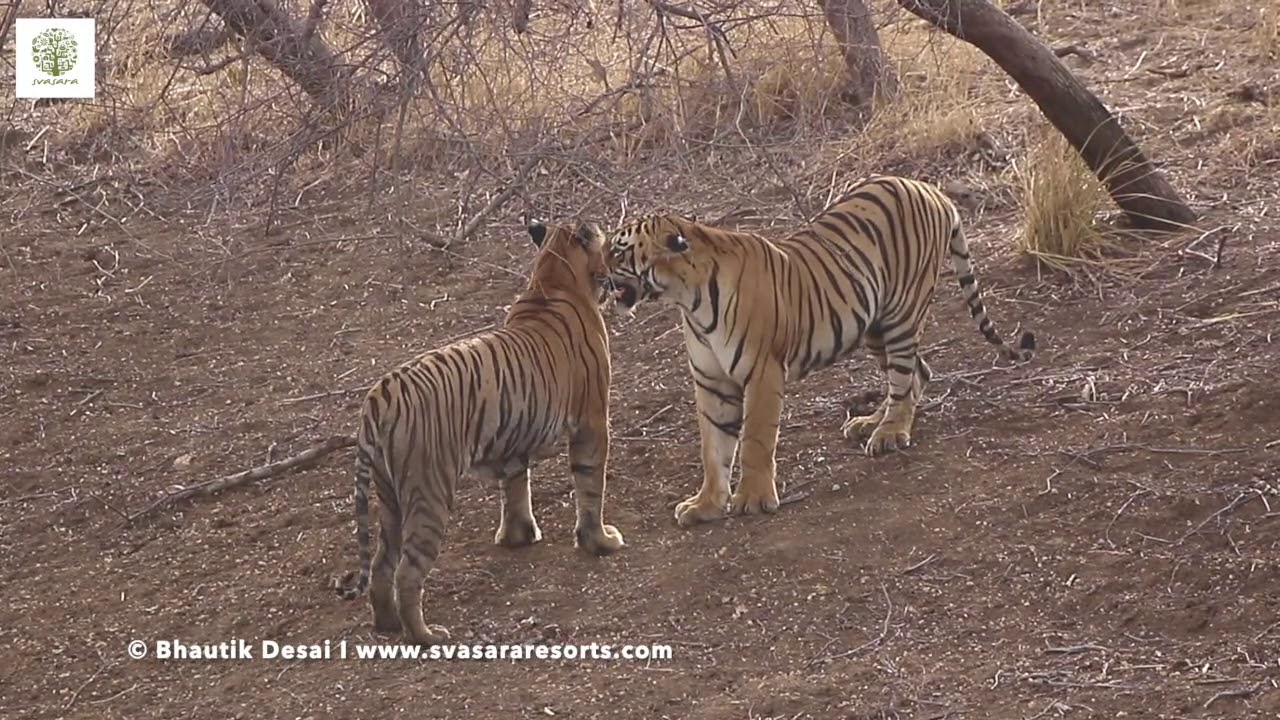The Famous Tigress Maya and her Subadult cubs at Tadoba