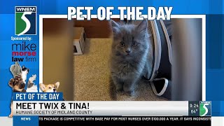 TV5 Pet of the Day: Meet Twix and Tina! screenshot 5