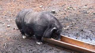 Saerbeck Wildfreigehege Nöttler Berg Pot Bellied Pig 02 Ies