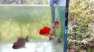 Hồ Cá Vàng Bằng Kính Ngoài Trời -Cách Setup Thùng Lọc Cơ Bản Nhất