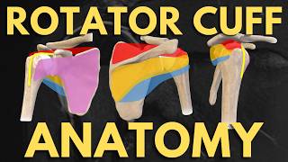 Rotator Cuff Anatomy Explained (Shoulder MRI) | Radiology Anatomy