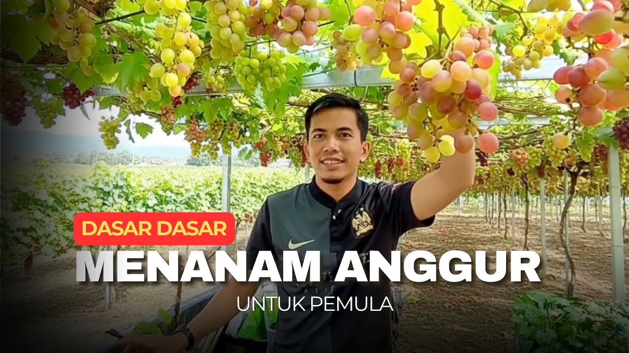 Baru Mulai Nanam Anggur? Panduan Lengkap Biar Gak Mundur