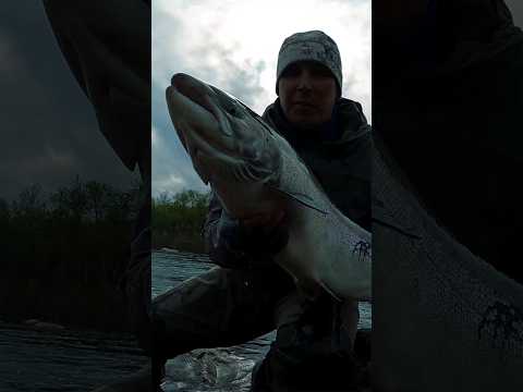 Рыбалка на Кольском полуострове. В воскресенье полный фильм!!! #рыбалка #нахлыст #кольский #семга