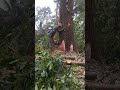Proses menebang pohon mahoni lilitan 3mt‼️