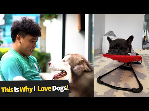 This Is Why I Love Dogs! #5 | Funny Dog Videos 2021