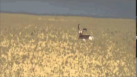 Huge NonTypical Antelope