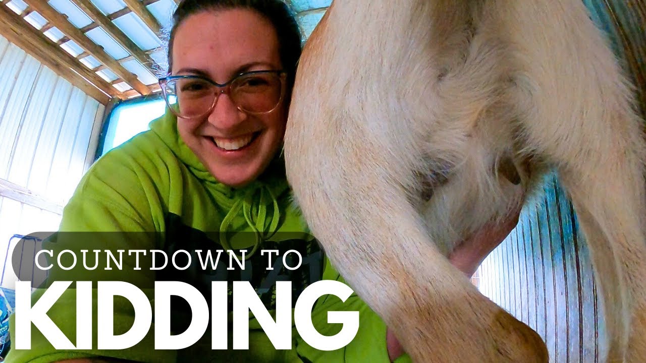 12-days-until-baby-goats-kidding-kit-supplies-organization