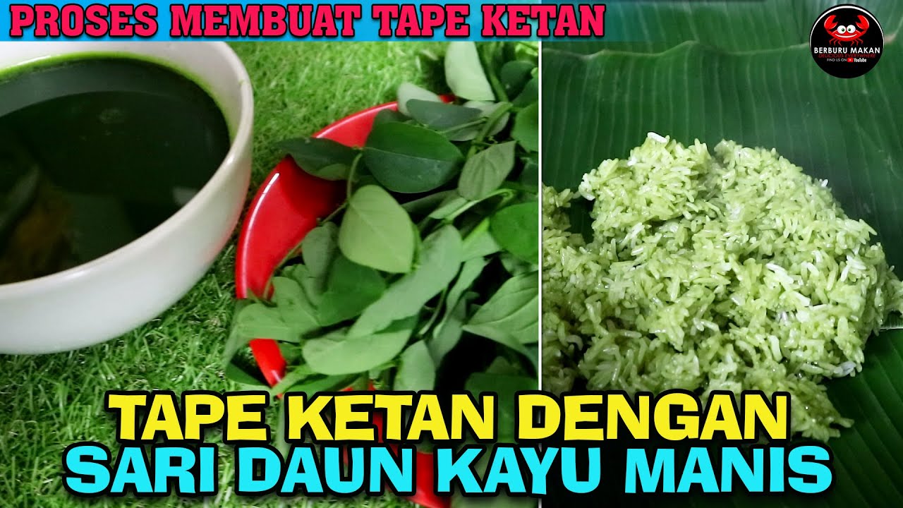 PROSES PEMBUATAN TAPE KETAN PUTIH DENGAN SARI DAUN KAYU MANIS SAJIAN