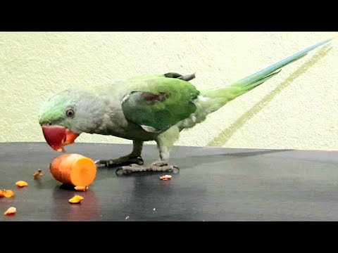 The Parrot eating carrot || ASMR Therapy - YouTube