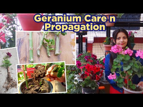 ভিডিও: বাড়িতে রাজকীয় Geraniums যত্নশীল