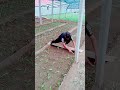 cool farmer skills planting seedlings in the field #shorts