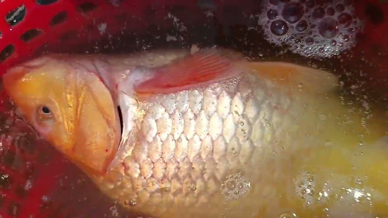 Amazing Red Karfu fish caught by hand!"