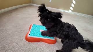 Outward Hound Level 3 Advanced Dog Puzzle #dogpuzzletoy #shihtzu #osmopocket3 by Zoey The Happy Face 67 views 1 month ago 3 minutes, 14 seconds