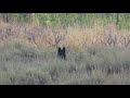 Yellowstone National Park Wolves - Gneiss Creek