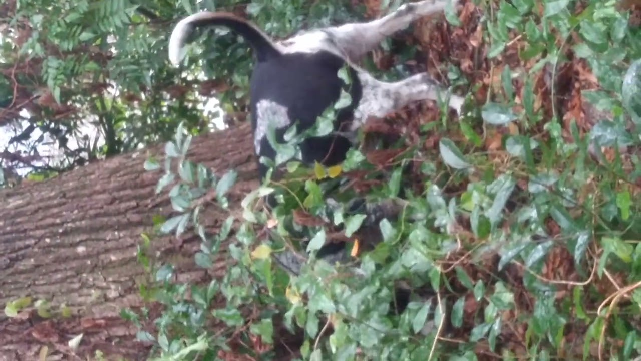 Blue tick coon hound BabyRose