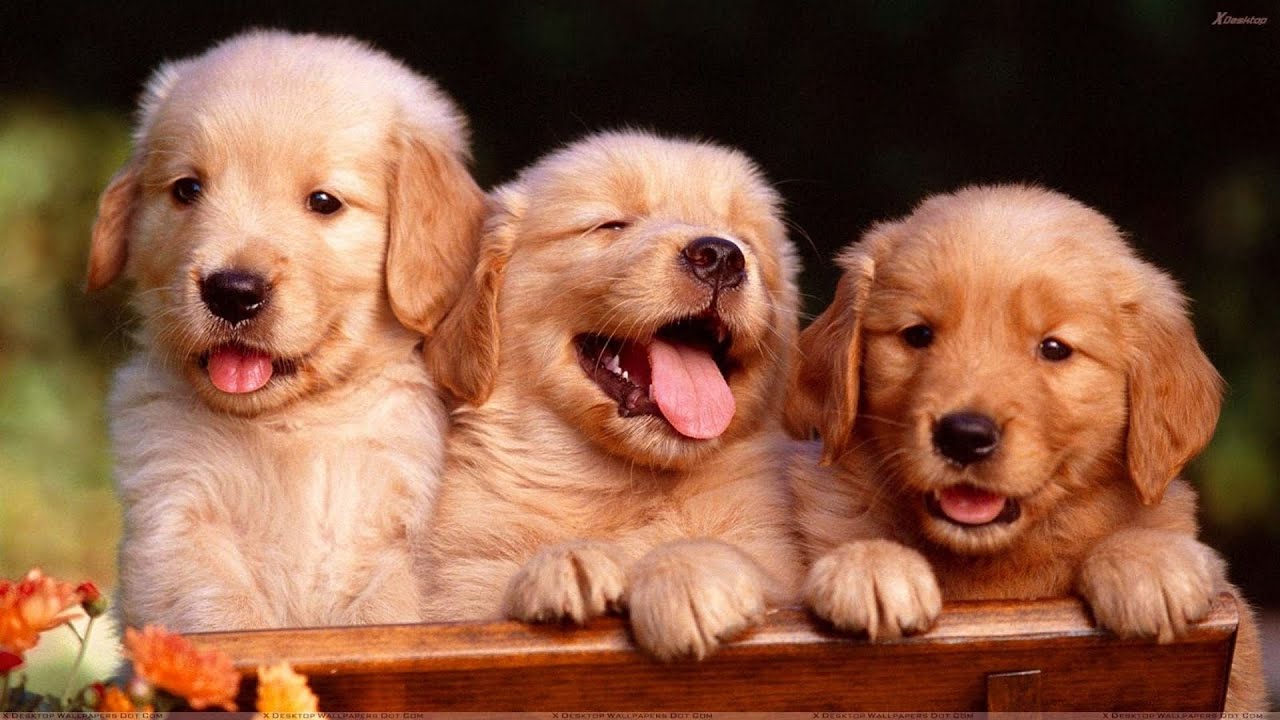 Golden Retriever Puppies | Mother Dog & Cute Puppies | Animal City