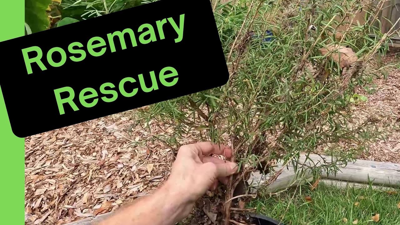 Sun-Starved Rosemary Rescue: Transplanting for Thriving Foliage! - YouTube