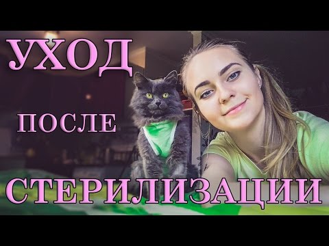 СТЕРИЛИЗАЦИЯ КОШКИ. СОВЕТЫ ПО УХОДУ.