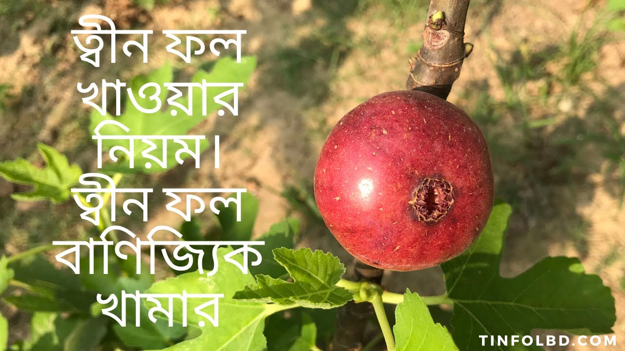 ত্বীন ফলের চাষ। ত্বীন ফল খাওয়ার নিয়ম। ত্বীন ফল কোথায় পাওয়া যায়। Tin Fol।ত্বীন বাণিজ্যিক খামার