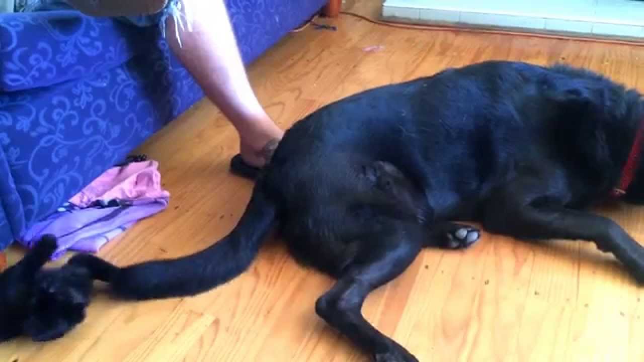 Asshole cat and derp dog.