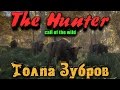 TheHunter Call of the Wild - Стадо зубров и топовая винтовка