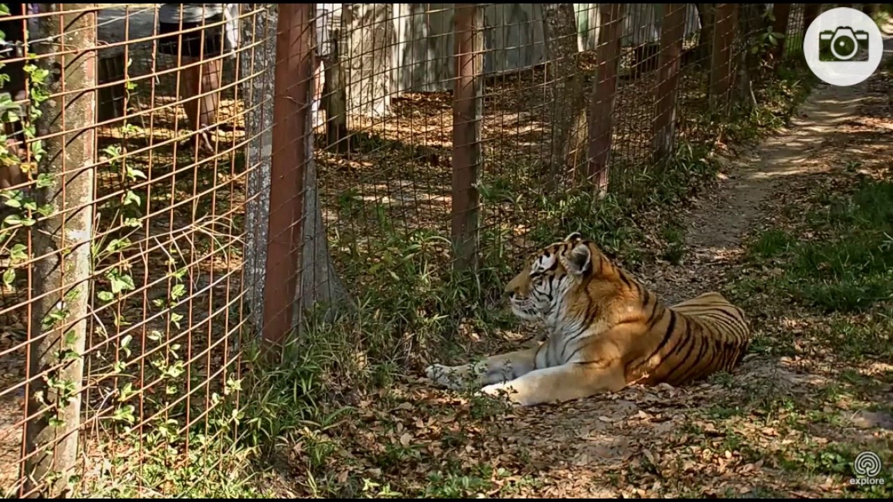 He Wore Me Out Meaning