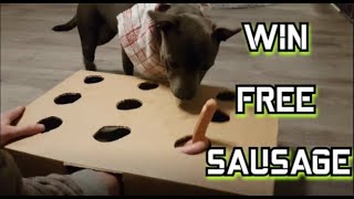 Staffy Dog Playing Sausage Bingo Staffordshire Bull Terrier