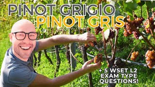 Pinot Grigio aka Pinot Gris: Everything You Need to Know—WSET L2 in Wines +WSET examtype questions